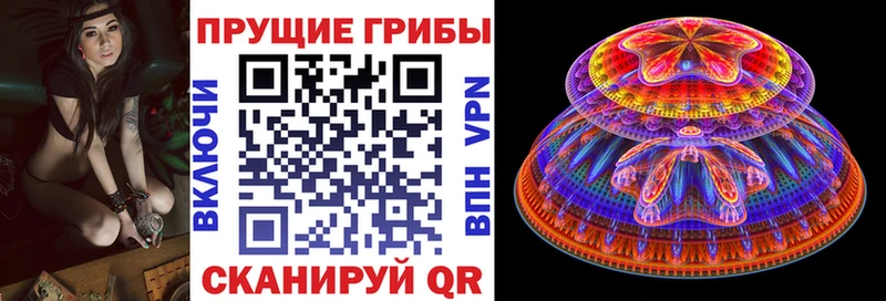 Галлюциногенные грибы Psilocybine cubensis  Купить закладки  Белокуриха 